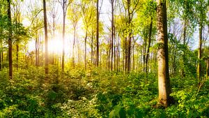 Sonnenaufgang im Wald