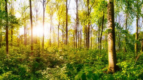 Lever de soleil dans la forêt sur Günter Albers