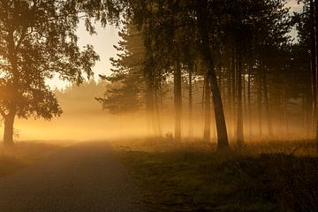 Zomerse ochtendmist van FotoCreatives