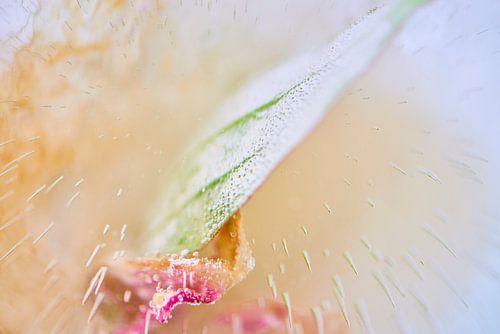 Still life of hushed time