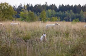 Sheep Dwingelderveld (Drenthe - Nerderland) by Marcel Kerdijk