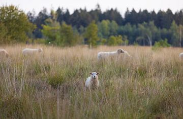 Mouton Dwingelderveld (Drenthe - Nerderland) sur Marcel Kerdijk