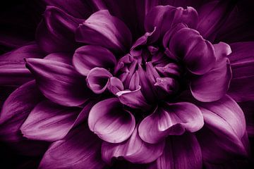 Macro fleur de dahlia violet sur Dieter Walther