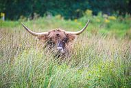Schotse Hooglander in het hoge gras van Ans Bastiaanssen thumbnail