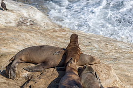 Sea Lion Pup - Dreaming Of Fish by Joseph S Giacalone Photography