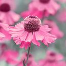 Pink  von Violetta Honkisz Miniaturansicht