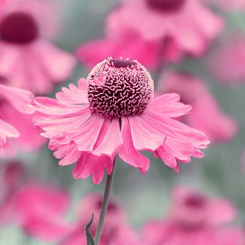 Roze