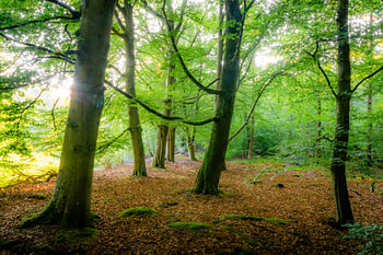 Ostfriesland - Morgenstimmung im Wald