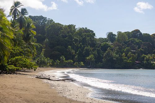 Der Strand von Drake Bay mit Palmen
