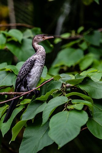 Aalscholver op een tak bij de rivier de Nijl in Uganda