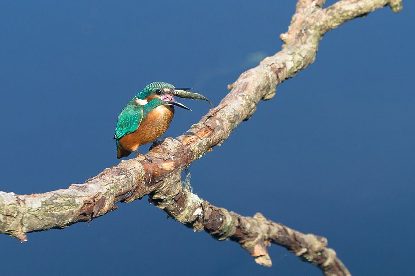 ijsvogel met vis by Patries Photo