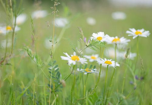 Lente bloemen in de prachtige groene natuur.
