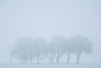 Trees trying to hide