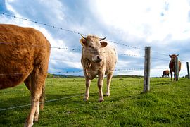 Stieren op Omaha Beach by Lisette Breur