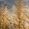Goldenes Pampasgras, Wolken und Sonnenlicht 5 von Adriana Mueller