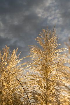 Herbe de la pampa dorée, nuages ​​et lumière du soleil 5