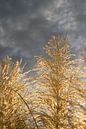 Goldenes Pampasgras, Wolken und Sonnenlicht 5 von Adriana Mueller Miniaturansicht