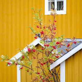Gelbes Norwegerhaus Detail mit Baum und roten Beeren von Melissa Peltenburg