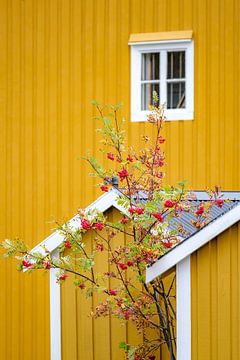 Gelbes Norwegerhaus Detail mit Baum und roten Beeren von Melissa Peltenburg