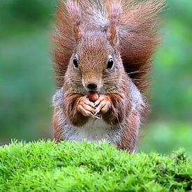 Squirrel by Ronny Struyf