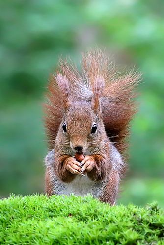 Eekhoorntje
