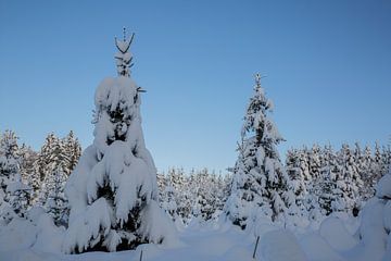 Winterwunderland im Garten und Wald mit Schnee