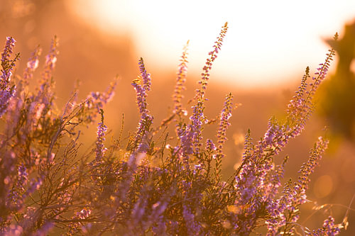 Heide in zonsondergang
