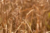 Plants with water droplets on a half foggy day in December