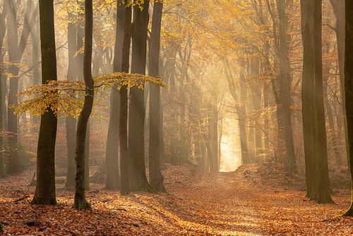 vroege herfstochtend in het bos.
