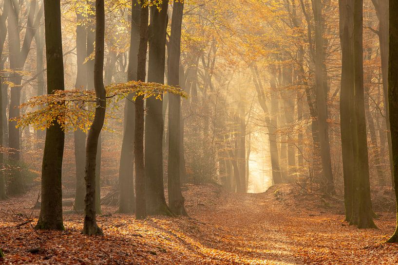 vroege herfstochtend in het bos. von Michel Knikker