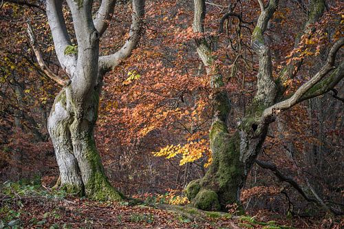 Twee dansende herfstbeuken in een sprookjesbos