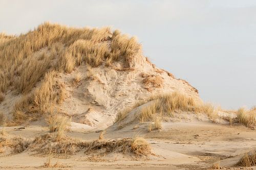 Duin met helmgras op Terschelling