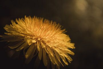 Dandelion details dark & moody van Sandra Hazes