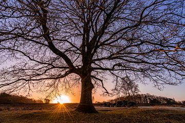 Grote boom en hunebedden met zonnestralen van Dafne Vos
