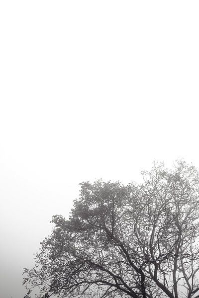 Tree by Myrthe Vlasveld