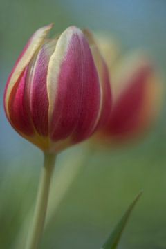 Tulip Art by Deez - Tulpen in Nederland