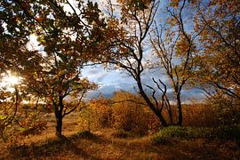 Herfst in het Zwanenwater