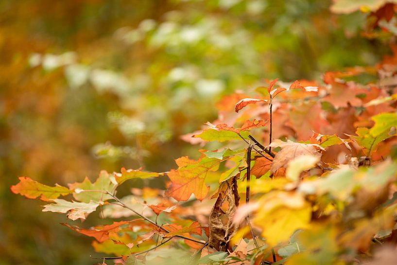 Herbstblätter von Rik Brussel
