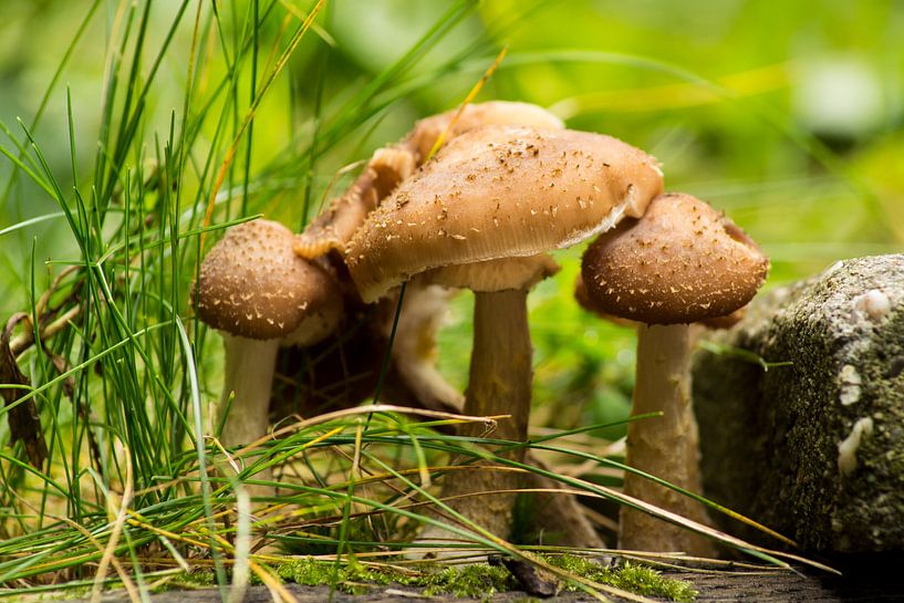 champignons par Coosje Wennekes