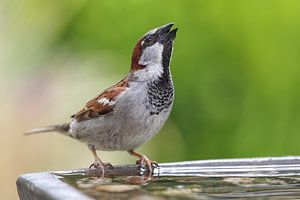 Haussperling (Passer domesticus)