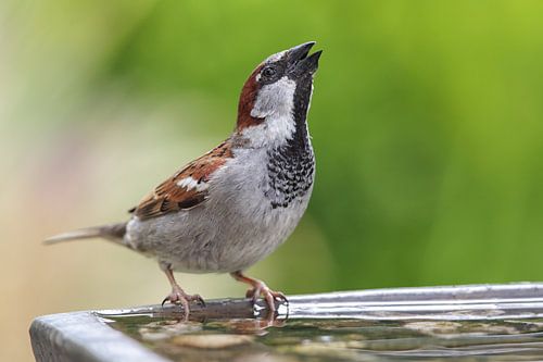 Moineau domestique (Passer domesticus)
