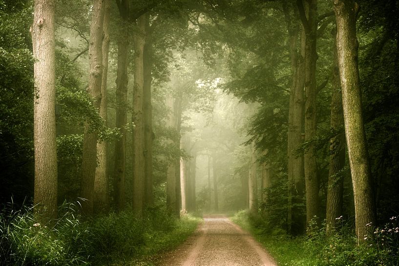 Dunkler Spaziergang (Nebliger Sommerwald) von Kees van Dongen