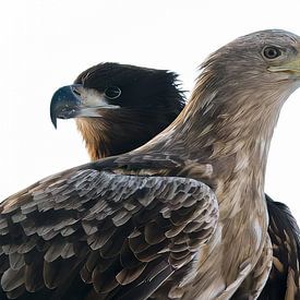 Zeearenden in Lofoten, Noorwegen – Krachtig Dubbelportret van Roofvogels, Zeearend - Zeearenden | Wildlife Natuurfotografie van Marion Stoffels