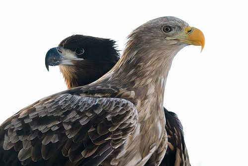 White-tailed eagles in Lofoten, Norway – Powerful double portrait of birds of prey, white-tailed eagle – White-tailed eagles | Wildlife Nature Photography by Marion Stoffels