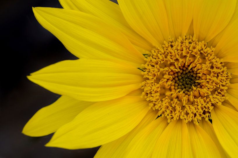 sunflower by Kim de Been