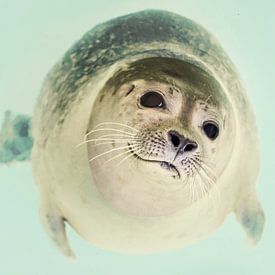 Robbe streckt den Kopf aus dem Wasser von Peter Heeling