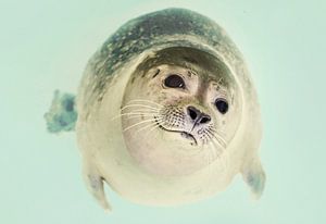 Zeehond steekt zijn kop boven het water uit van Peter Heeling