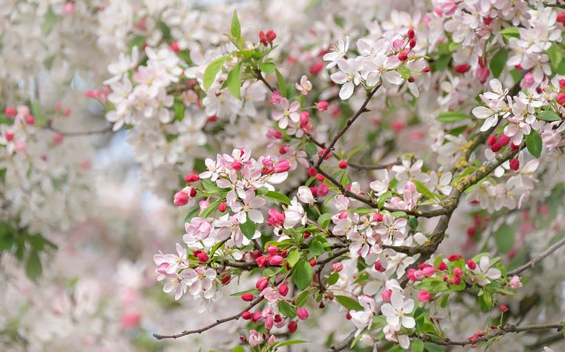 Spring ! by Karin Tebes