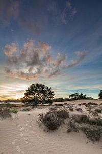 Duinen in het Drents-Friese Wold van Ron Buist