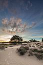 Duinen in het Drents-Friese Wold van Ron Buist thumbnail